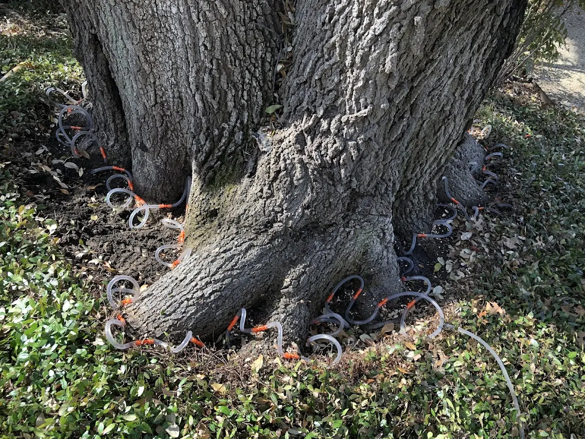 Detailed Tree Cabling and Bracing job site in Marshall